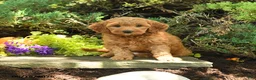 Mini Goldendoodle dogs for sale: Oakley - Ad 3