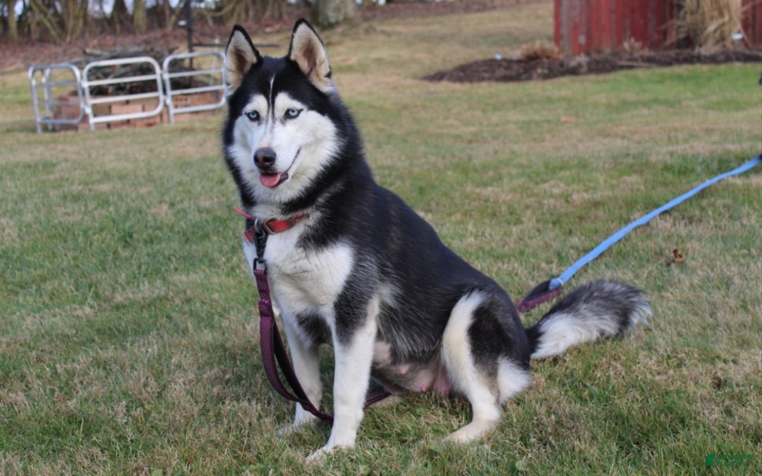 Siberian Husky dogs for sale: Midnight - Ad 8