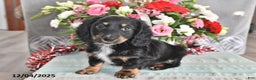 Miniature Dachshund dogs for sale: Jackson - Ad 3
