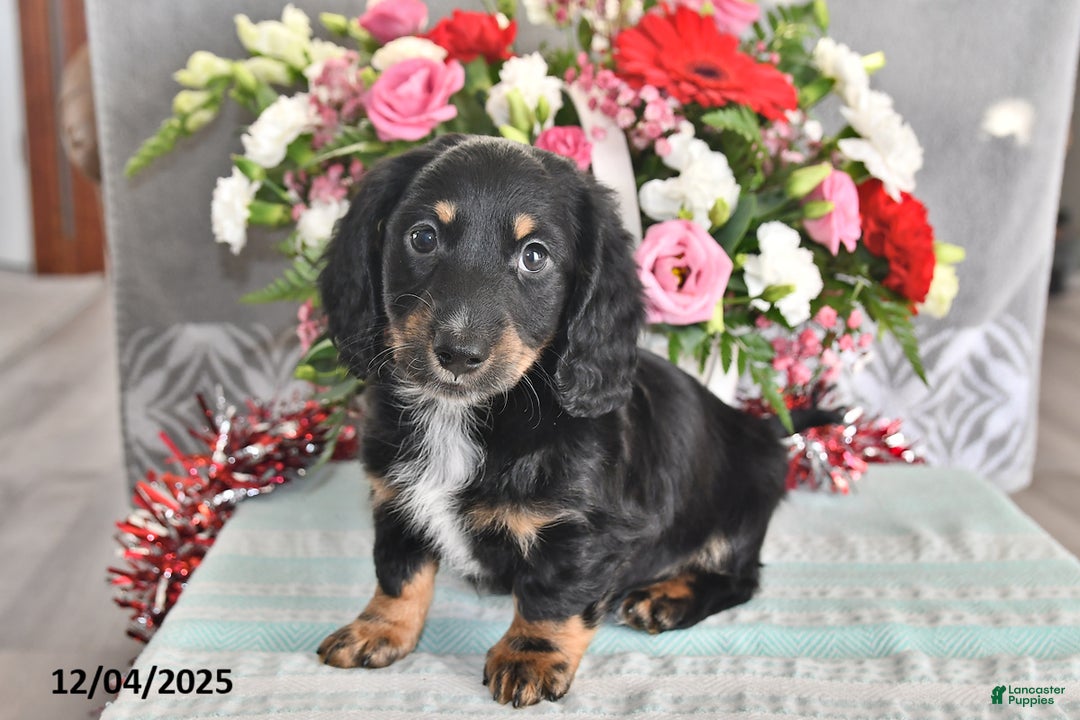 Miniature Dachshund dogs for sale: Jackson - Ad 3