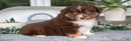 Miniature Australian Shepherd dogs for sale: Carter - Ad 1