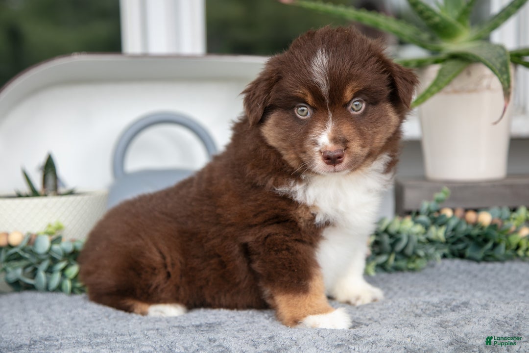 Miniature Australian Shepherd dogs for sale: Carter - Ad 1