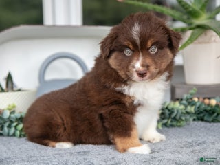 Miniature Australian Shepherd dogs Carter - Ad 24