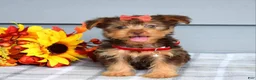 Yorkshire Terrier dogs for sale: Cassidy - Ad 3