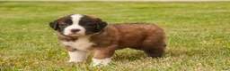 Saint Bernard dogs for sale: Wallace - Ad 4