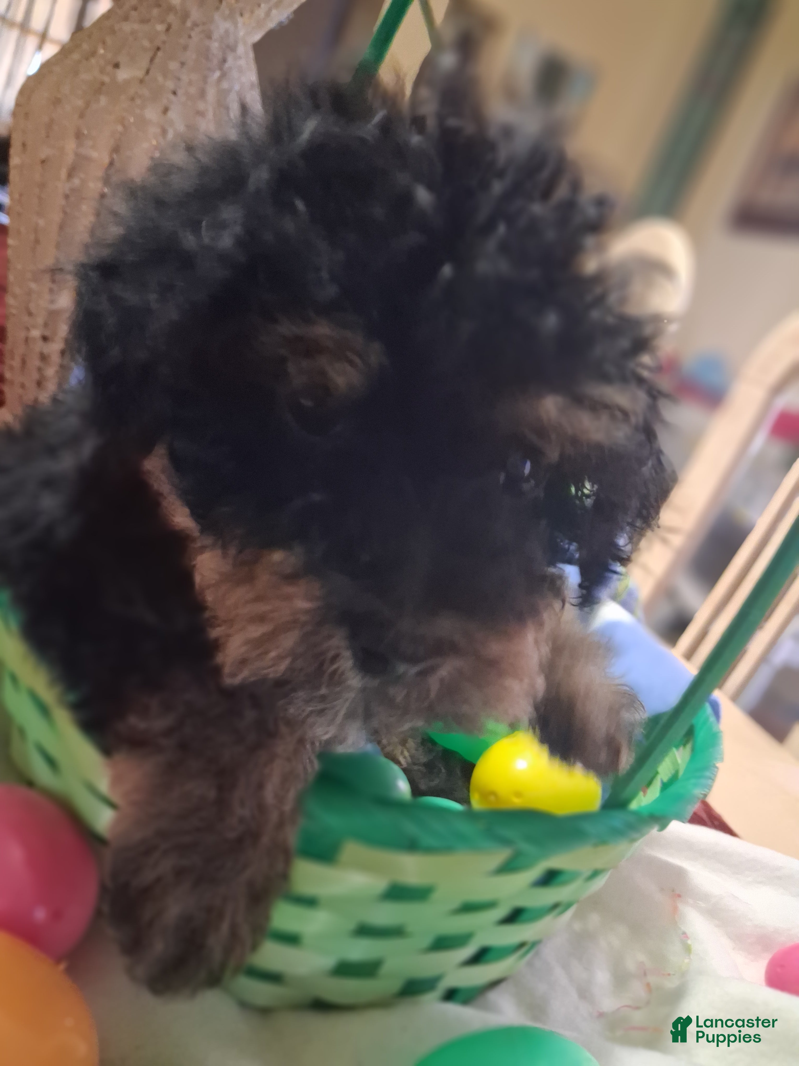 Yorkiepoo dogs Yorkiepoo Puppy 1 - Ad 11