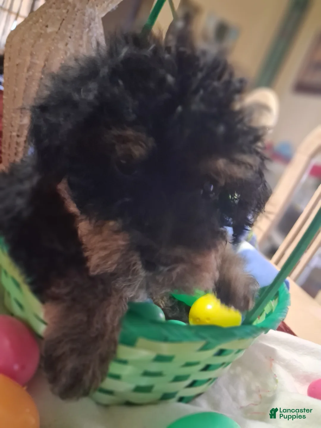 Yorkiepoo dogs for sale: Yorkiepoo Puppy 1 - Ad 1