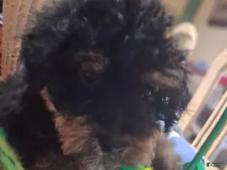 Yorkiepoo dogs Yorkiepoo Puppy 1 - Ad 11