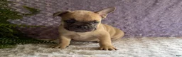 French Bulldog dogs for sale: Snoopy  - Ad 3