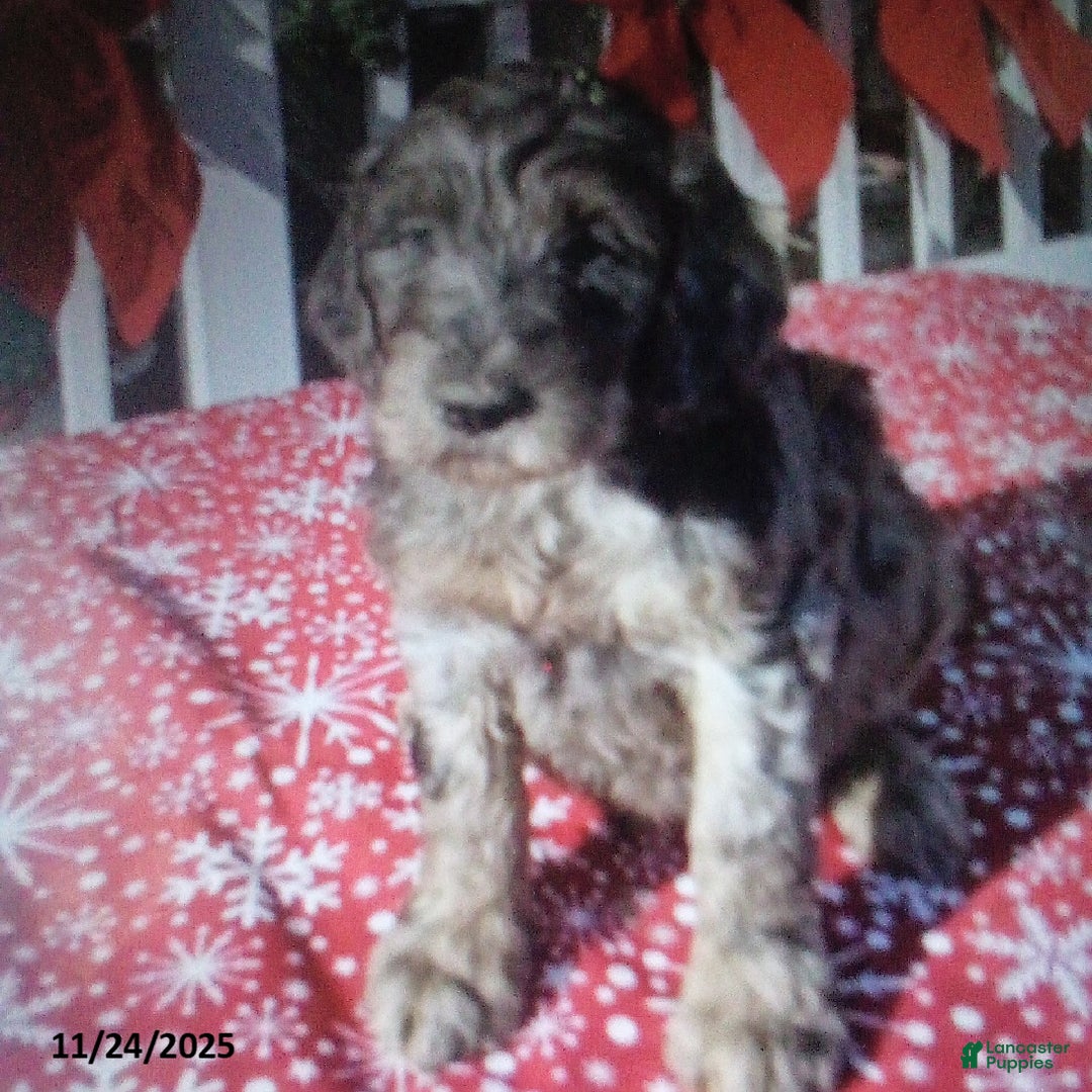 Goldendoodle dogs for sale: Bella - Merle - Ad 3