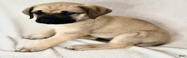 English Mastiff Fawn Male