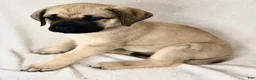 English Mastiff dogs for sale: English Mastiff Fawn Male - Ad 1