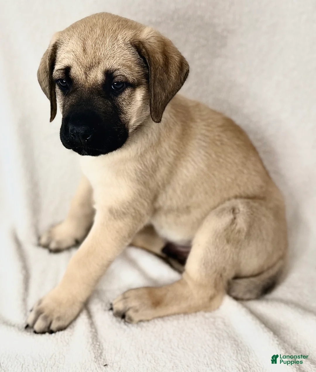 English Mastiff dogs for sale: English Mastiff Fawn Male - Ad 1