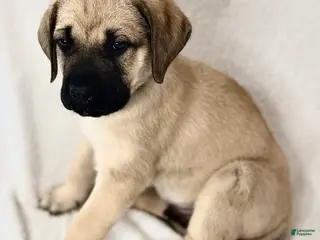 English Mastiff dogs for sale: English Mastiff Fawn Male - Ad 1