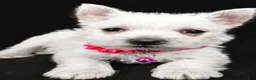 West Highland Terrier dogs for sale: Annie - Ad 7