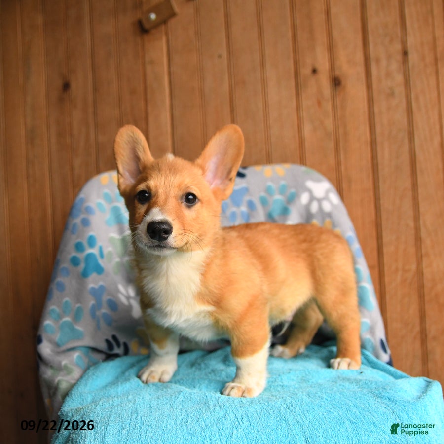 Welsh Corgi Pembroke dogs Pickles - Ad 2