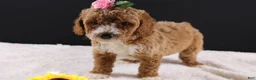 Mini Goldendoodle dogs for sale: Daisy - Ad 11