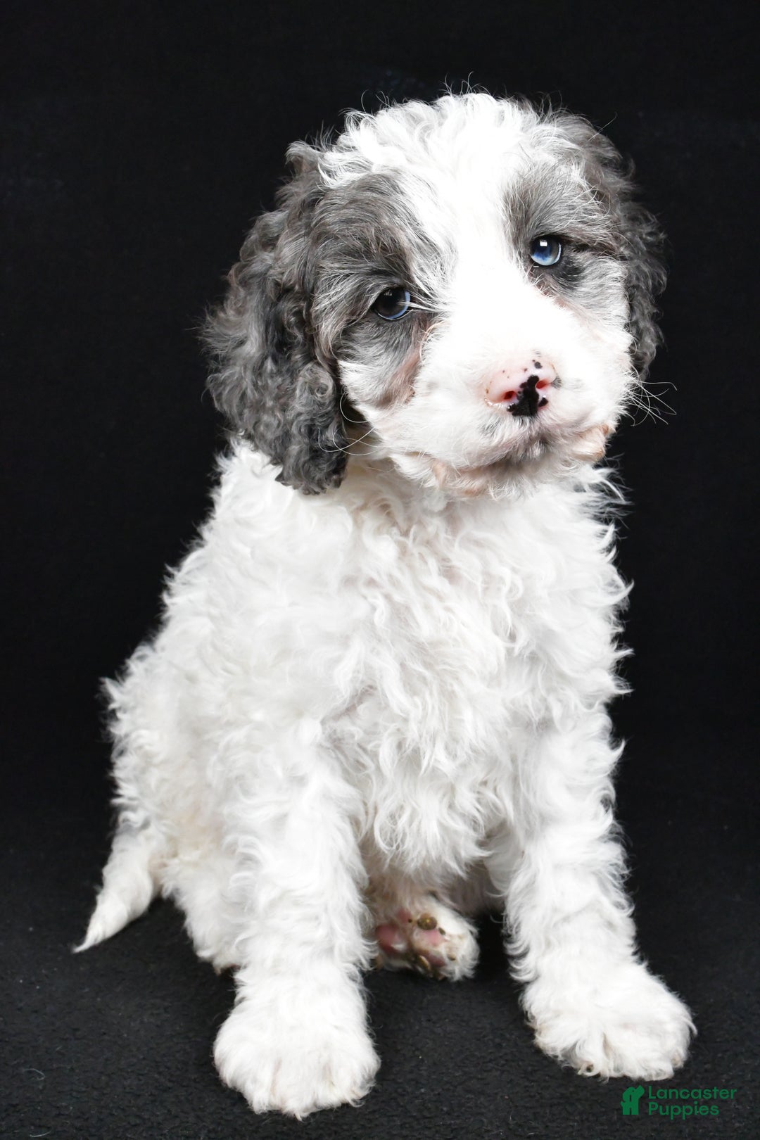 Cockapoo dogs for sale: Rowen - Ad 4