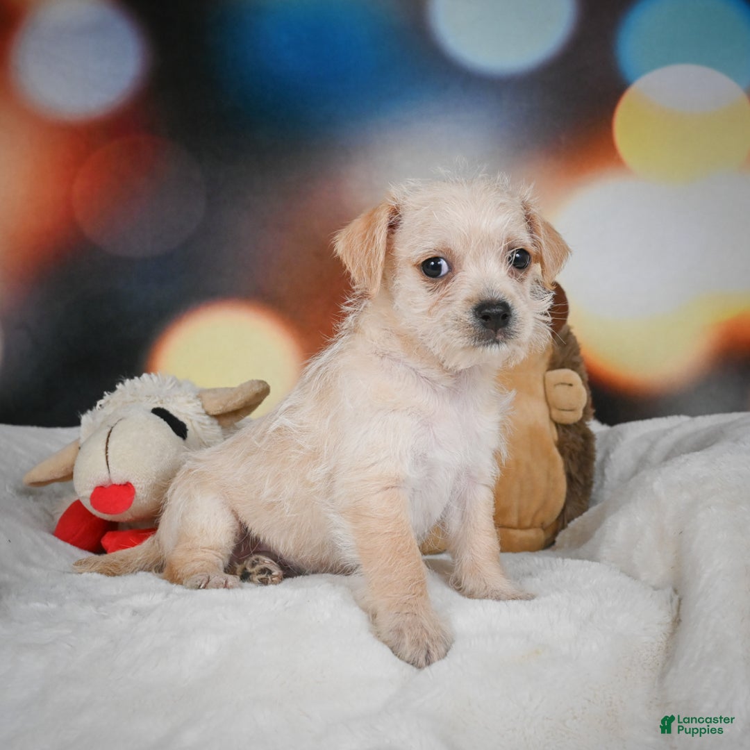 Chihuahua dogs for sale: Hadassah - Ad 3