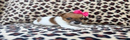 Jack Russell Terrier dogs for sale: Brooklynn - Ad 9