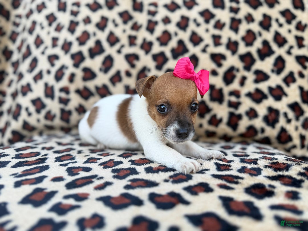 Jack Russell Terrier dogs for sale: Brooklynn - Ad 9