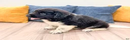 Newfoundland dogs for sale: Ranger - Ad 3