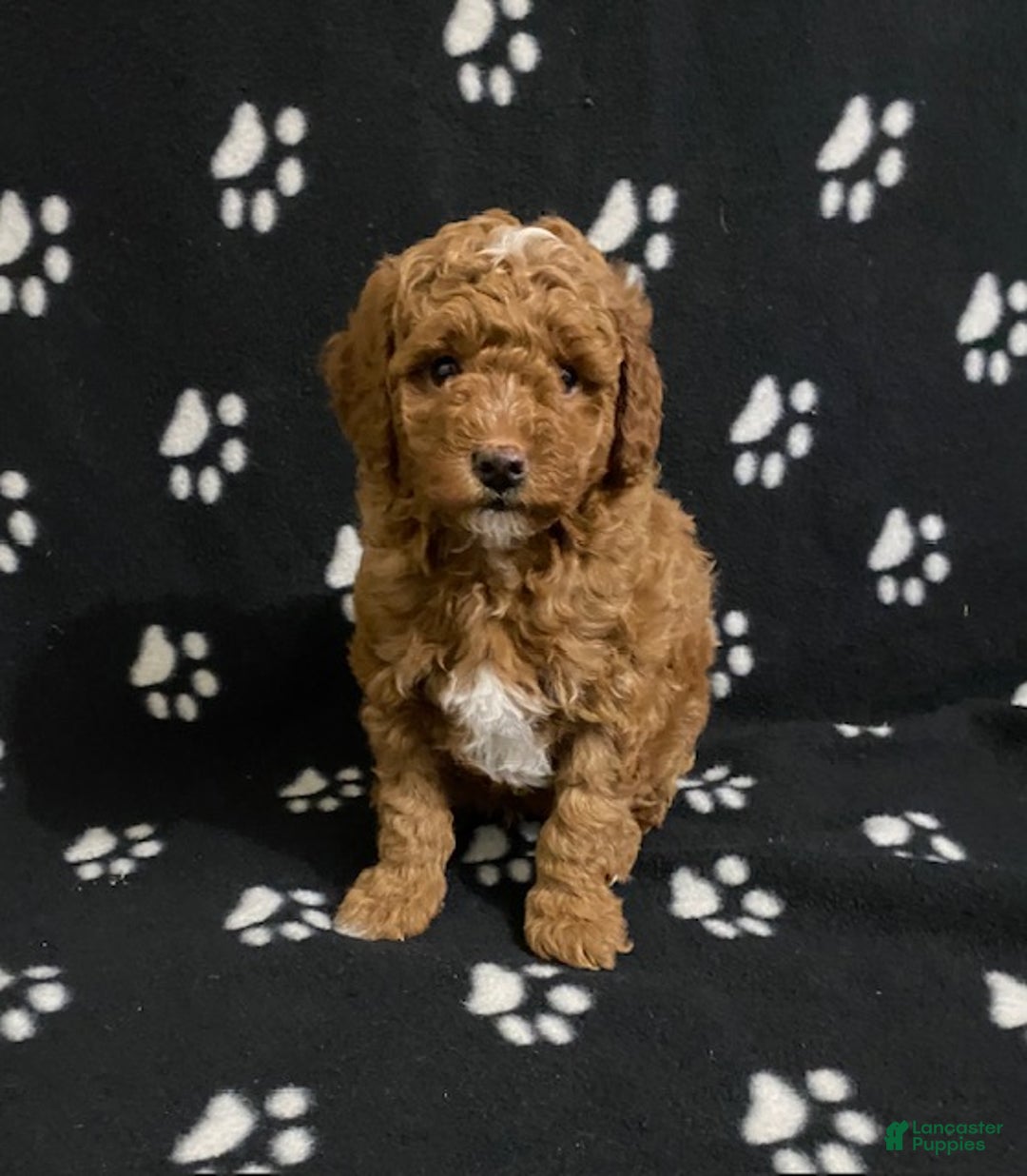 Miniature Poodle dogs for sale: Baxter - Ad 1