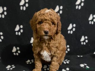 Miniature Poodle dogs Baxter - Ad 27