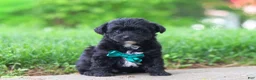 Yorkiepoo dogs for sale: Buster - Ad 2