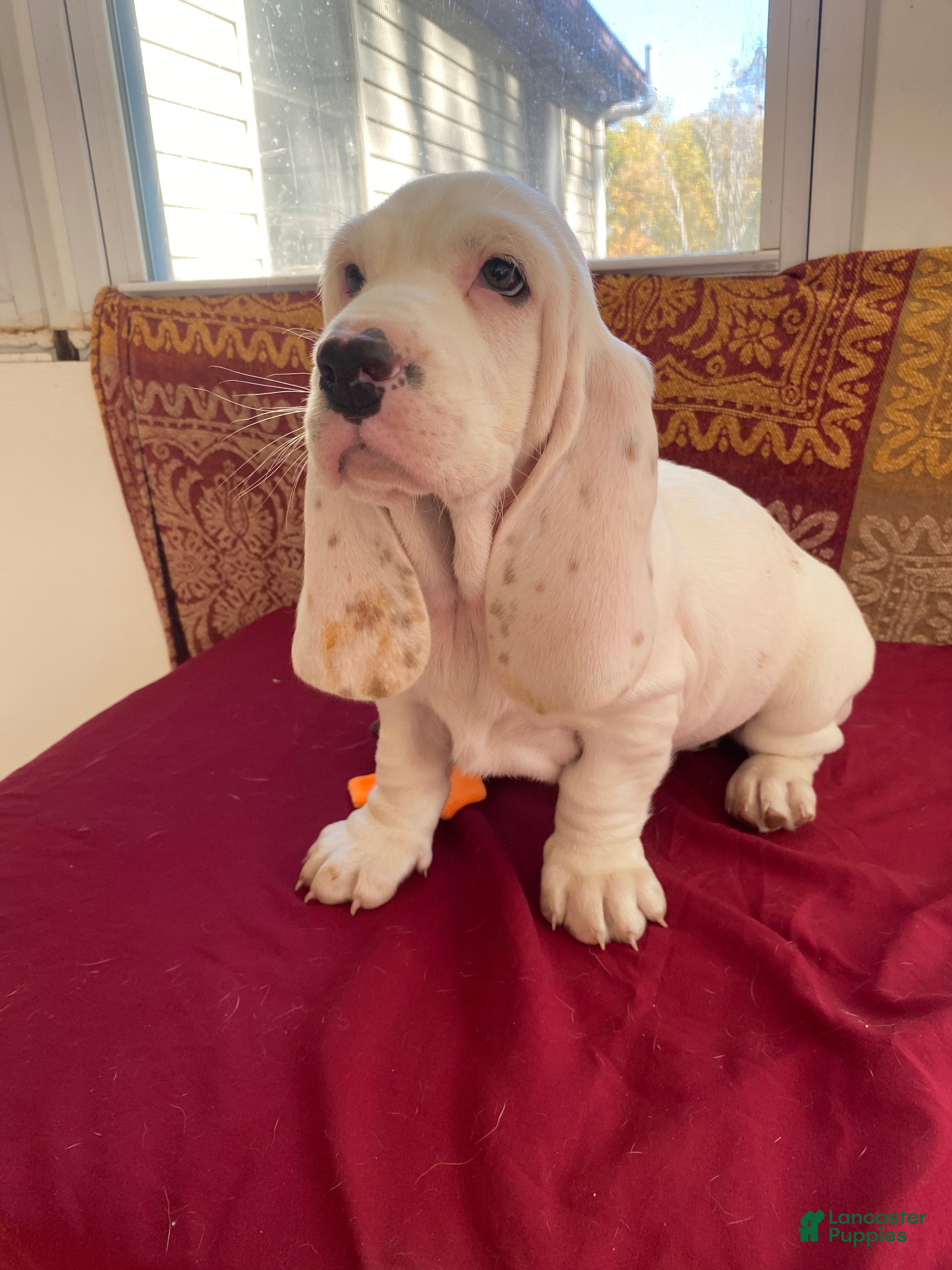 Basset Hound dogs for sale: Little Susie - Ad 2