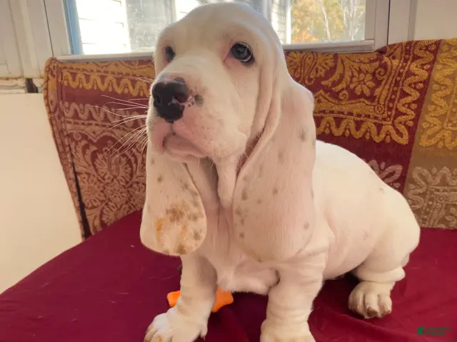 Basset Hound dogs for sale: Little Susie - Ad 2