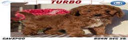 Cavapoo dogs for sale: Turbo  - Ad 1