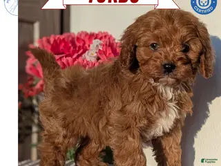 Cavapoo dogs Turbo - Ad 6