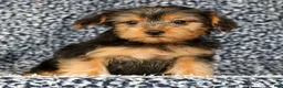 Yorkshire Terrier dogs for sale: Amy - Ad 6