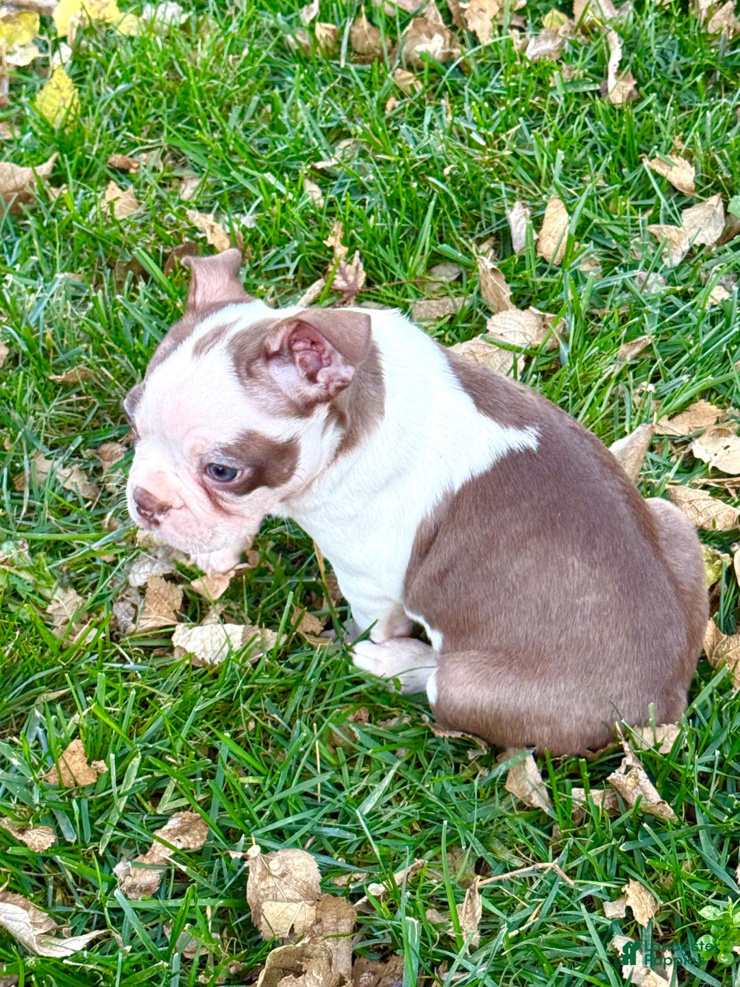 Boston Terrier dogs for sale: Boston Terrier Puppy 1 - Ad 6