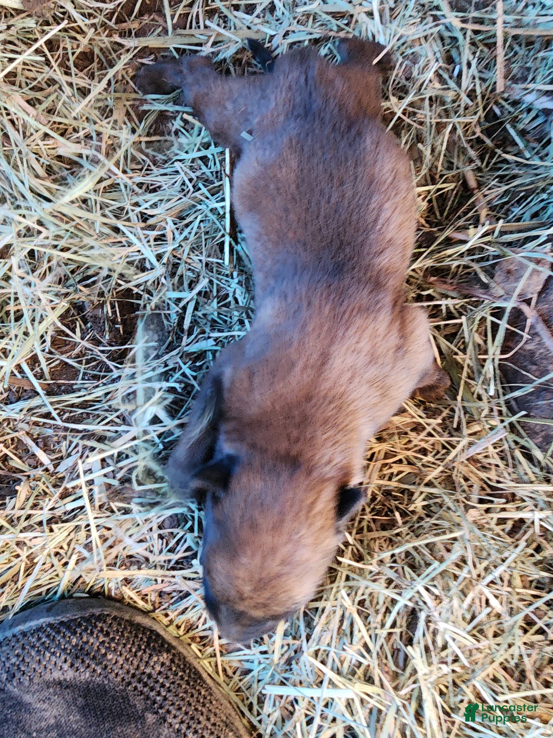 Belgian Malinois dogs for sale: Sascha Reddish F - Ad 4