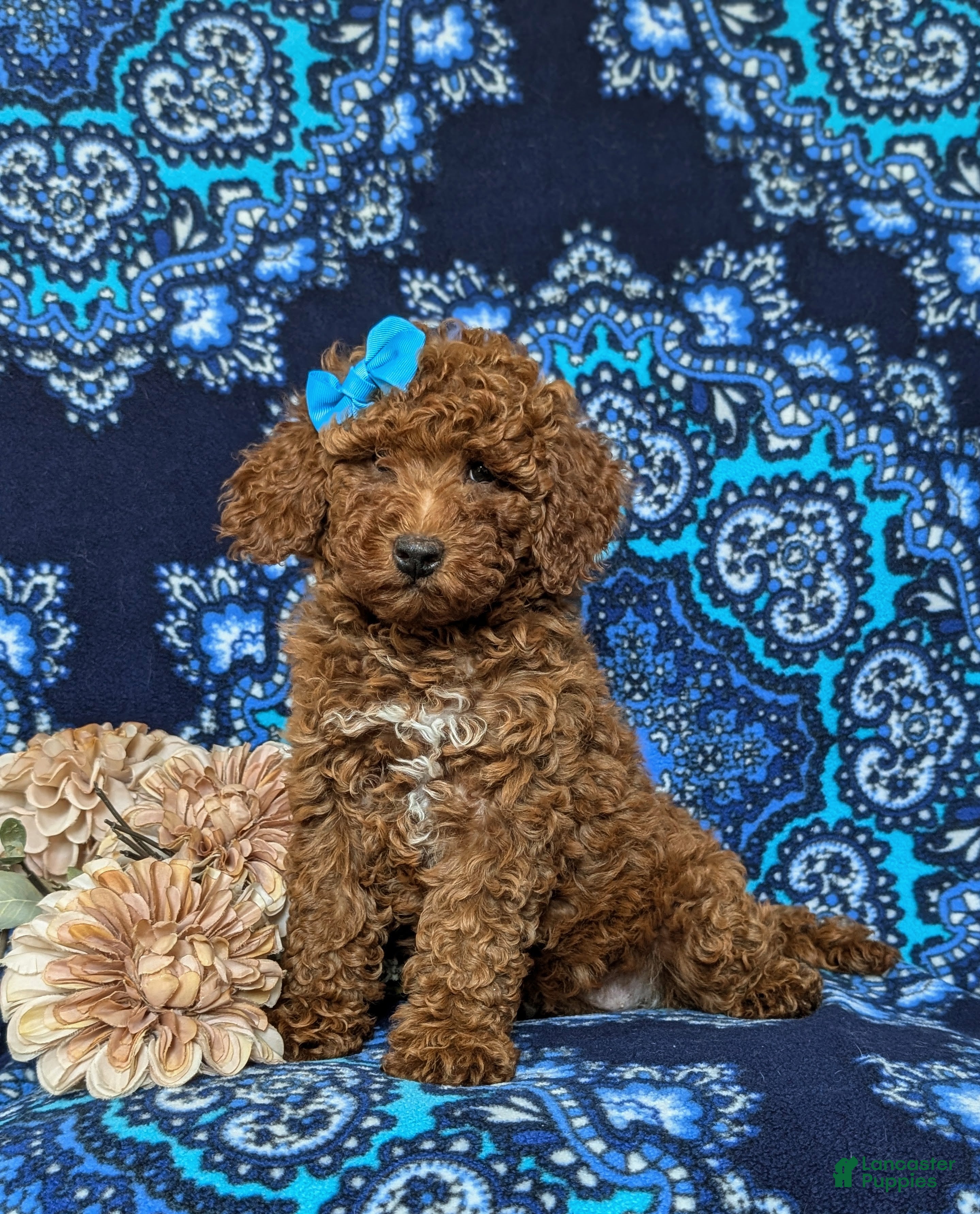 Mini Goldendoodle dogs for sale: Abriana Hypoallergenic - Ad 2