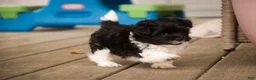 Havanese dogs for sale: Goldie Havanese  - Ad 10