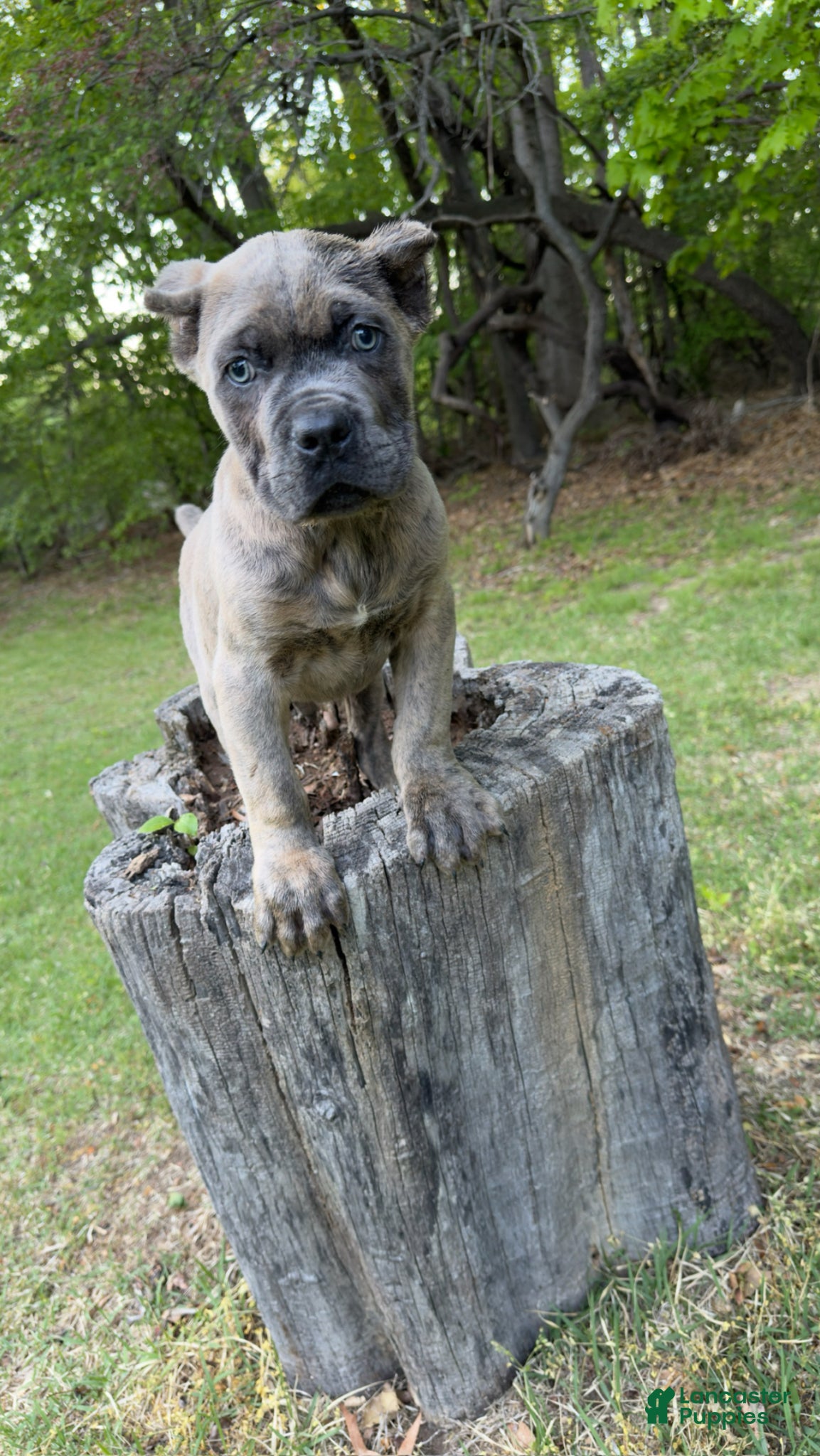 Cane Corso dogs Rogue - Ad 25