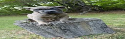 Cane Corso dogs for sale: Rogue - Ad 1