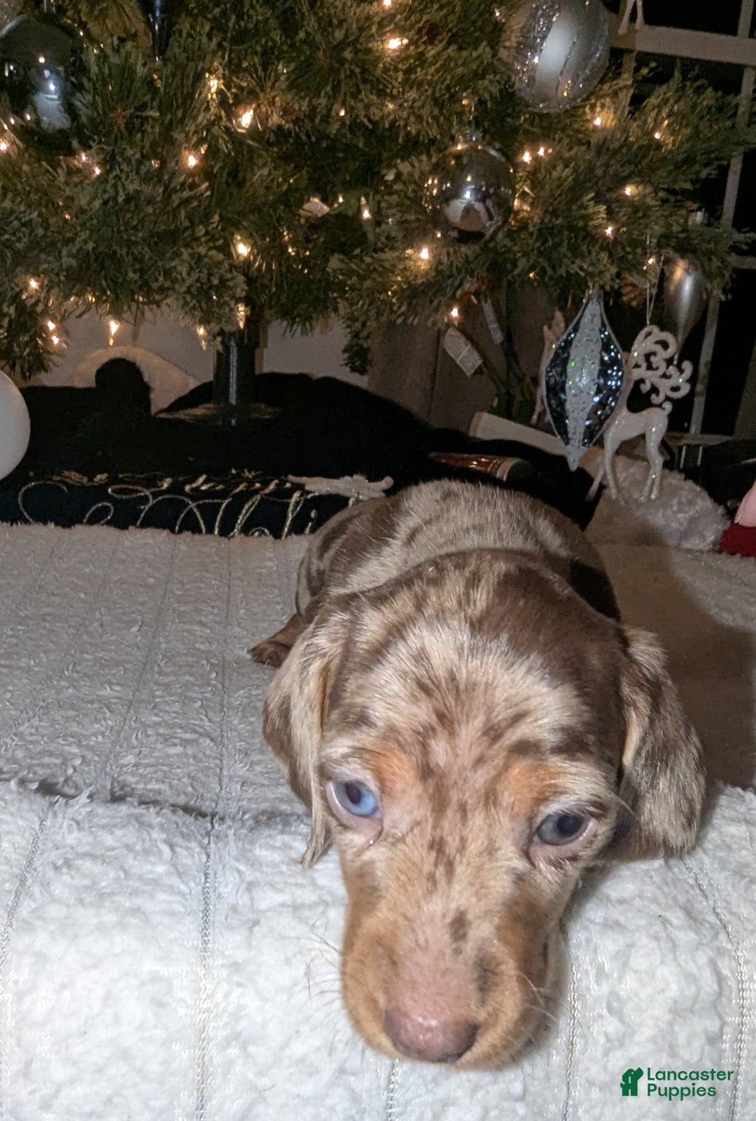 Miniature Dachshund dogs for sale: Smores - Ad 2