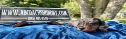 Miniature Dachshund dogs for sale: Russian dapple - Ad 5