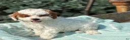 Toy Poodle dogs for sale: Taffy - Ad 9