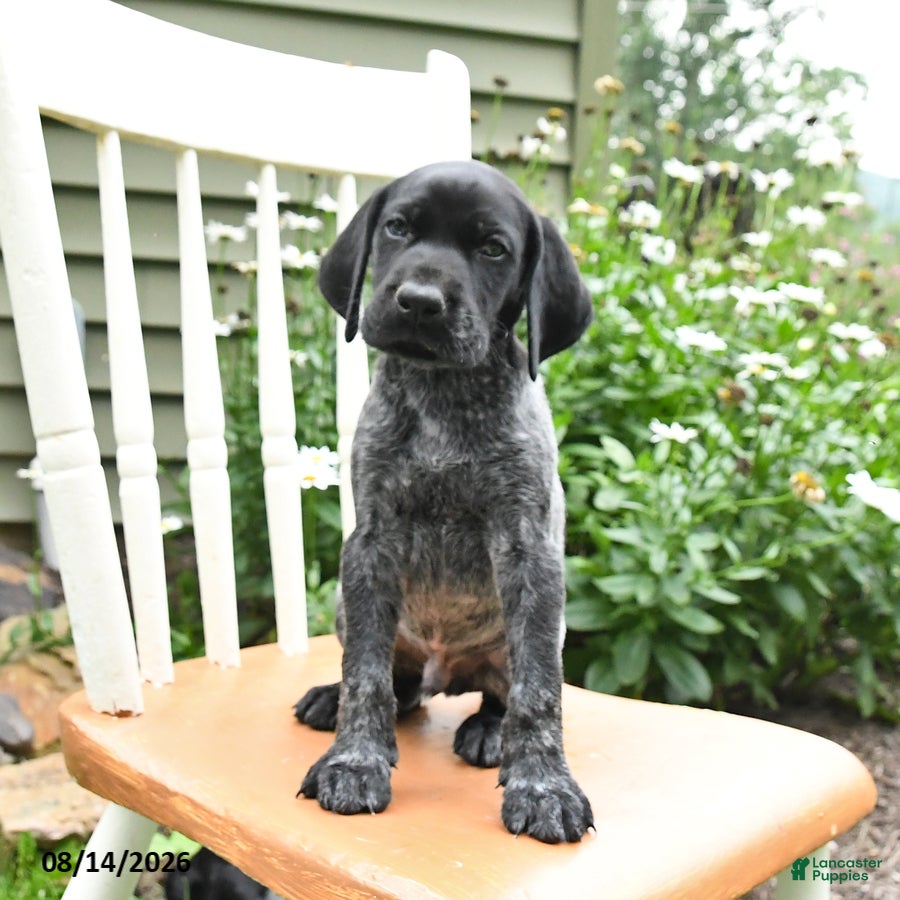 German Shorthaired Pointer dogs Royal - Ad 2