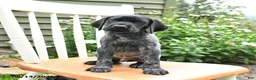German Shorthaired Pointer dogs for sale: Royal - Ad 2