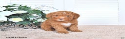 Mini Goldendoodle dogs for sale: Maribell - Ad 3