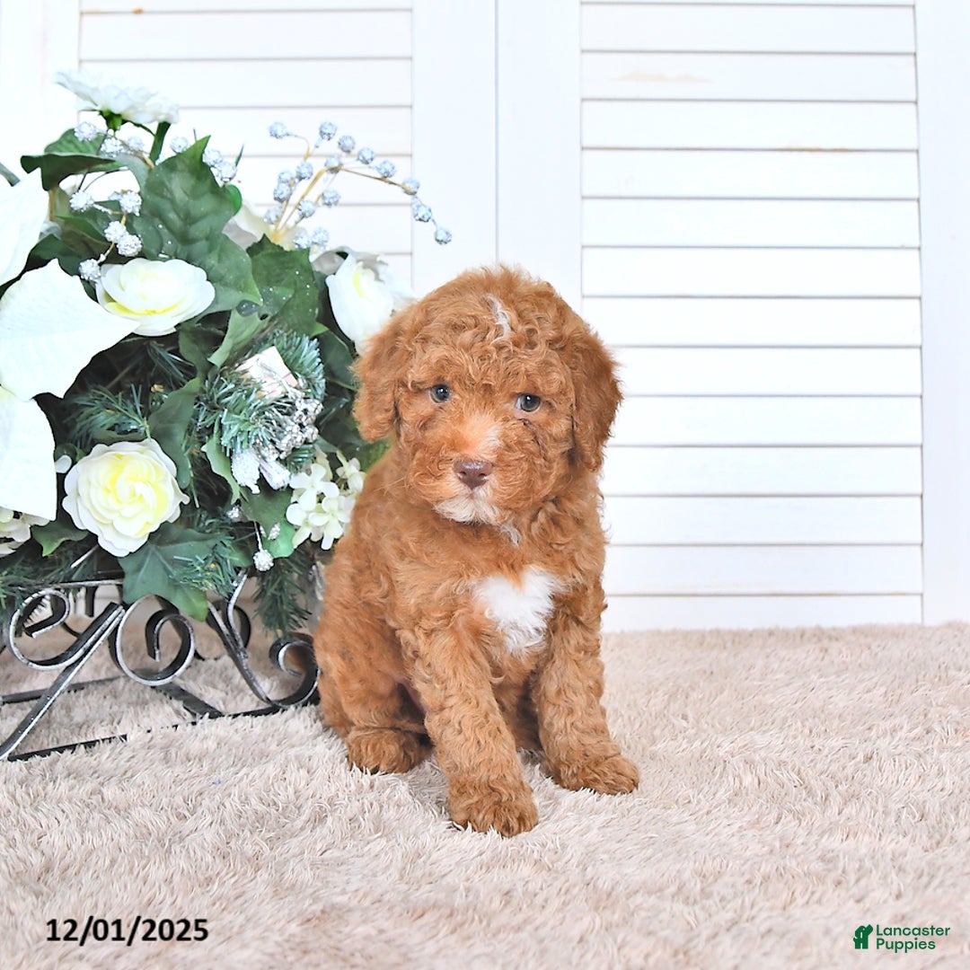 Mini Goldendoodle dogs for sale: Maribell - Ad 3