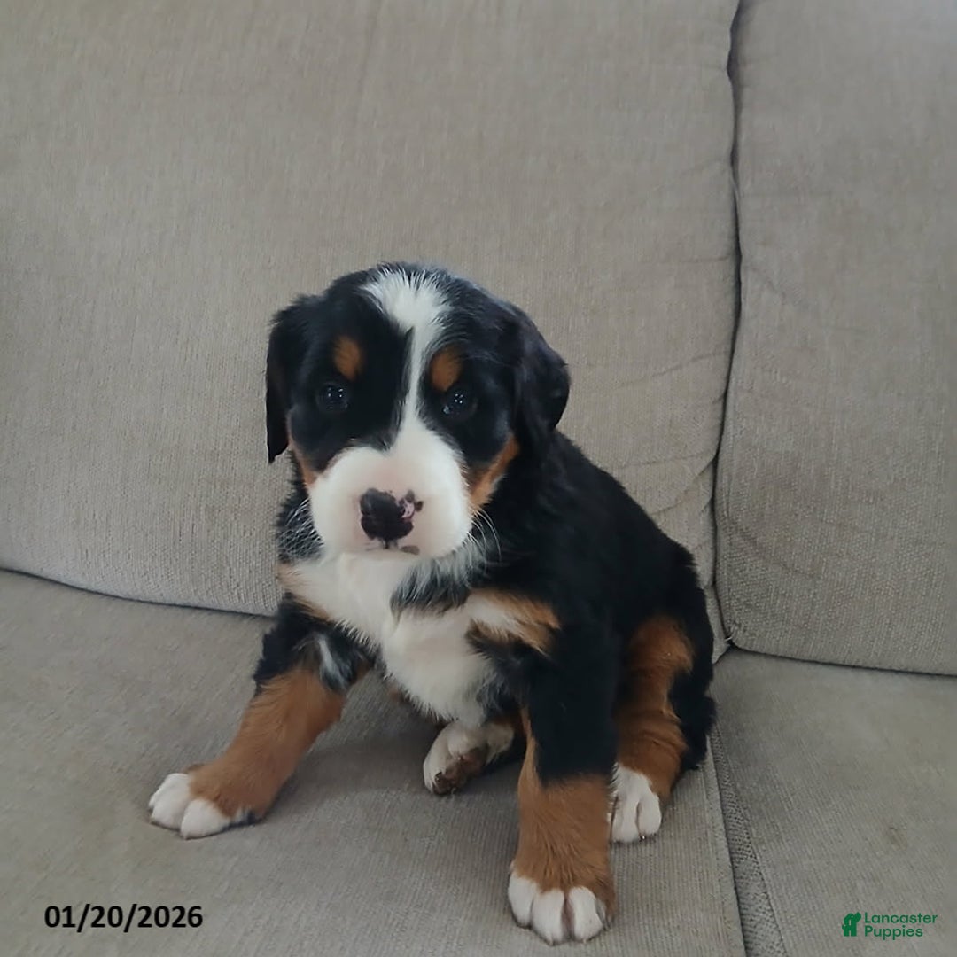Bernese Mountain Dog dogs for sale: Claire - Ad 4