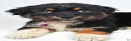 Australian Shepherd dogs for sale: Eclipse  - Ad 9