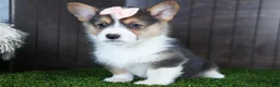 Welsh Corgi Pembroke dogs for sale: Roxanne - Ad 5